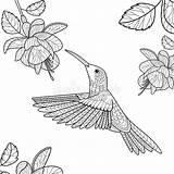 Colibri Coloriage Paisible Aplemontbasket Oiseau sketch template
