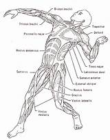 Muscle Musculoskeletal Systems Coloringhome Nurse Unit Skeletal Sheets Organ sketch template
