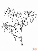 Coloring Berries Pages Drawing Whortleberry sketch template