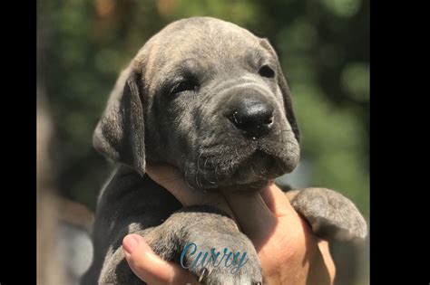 Bates Great Danes Puppies For Sale