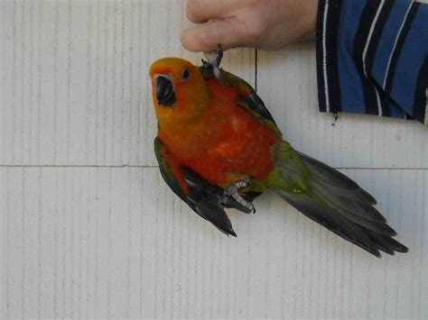 staring  birds  goats staring  birds jenday conures