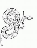 Coloring Boa Popular Snake sketch template