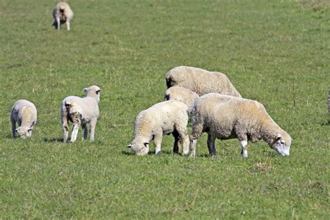 schapen stock foto image  werk mensen grond kleren