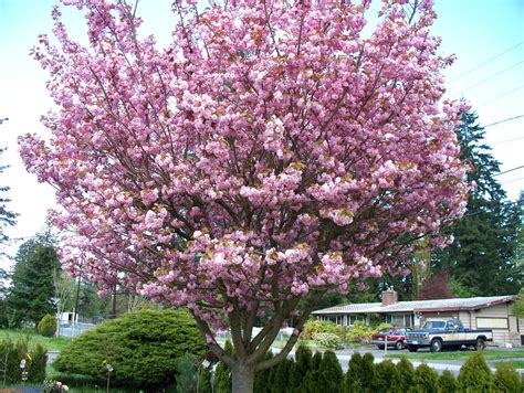 fileornamental cherry tree  full bloomjpg wikimedia commons