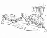 Box Turtle Coloring Eastern Turtles Pages Drawing Sketch sketch template