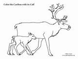 Calf Caribou sketch template