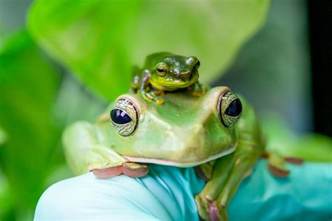 paignton zoos frog breeding success   south devon