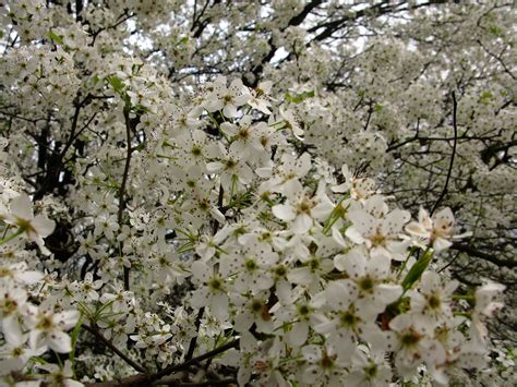 macro white flowering tree trees  nature pictures