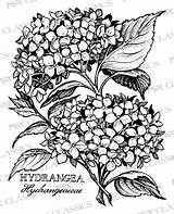 Hydrangea Coloring Flower Drawing Drawings Botanical Pages Psx Tattoo Patterns Getdrawings Flowers Hydrangeas Classics Book Line Paintingvalley 선택 보드 Choose sketch template