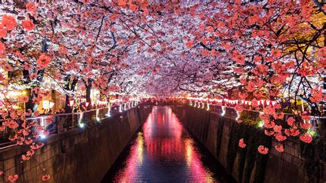 Cherry Blossom Trees Covering River Canal trees wallpapers, river