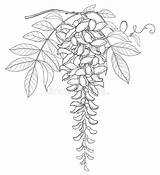 Wisteria Glicine Disegno Wistaria Bud Fiore Nero Mazzo Foglia Ramo Germoglio Isolati Profilo Legumi Floreali Albero Pittura Colouring Contour Botanical sketch template