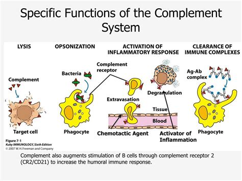 complement system powerpoint    id