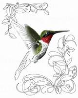 Hummingbird Coloring Pages Ruby Throated Realistic Getdrawings Color Getcolorings sketch template