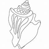 Coloring Conch Shell Pages Science Surfnetkids Next sketch template