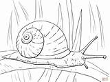 Snail Caracol Escargot Snails Colorare Disegni Lumaca Schnecke Colorir Terrestre Colouring Schnecken Longa Folha Drawing Hoja Lumache Dibujar Malvorlagen Supercoloring sketch template