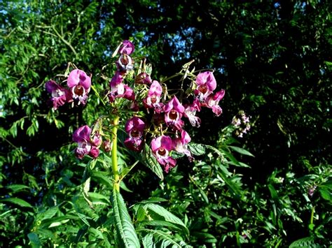 file himalayan balsam impatiens glandulifera uk 202654 wikimedia commons