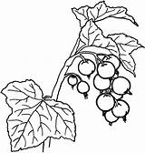 Coloring Berry Berries Pages Designlooter Fruit Drawings sketch template