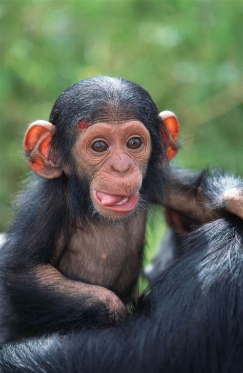 chimpanzee traffickers exposed bbc exposes secret trafficking network