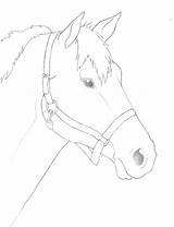 Horse Face Drawing Head Simple Outline Step Getdrawings sketch template