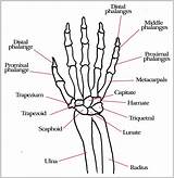 Hand Bones Anatomy Wrist Skeleton Diagram Drawing Arm Carpal Joint Labels Chart Google Tendons Movements Ligaments Diagrams Medicinebtg Getdrawings sketch template