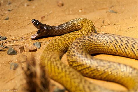 inland tiapan fierce snake snake snake venom fierce