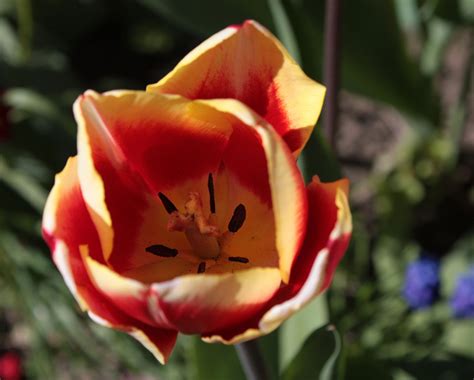 zweifarbige tulpe foto bild makro tulpen fruehling bilder auf