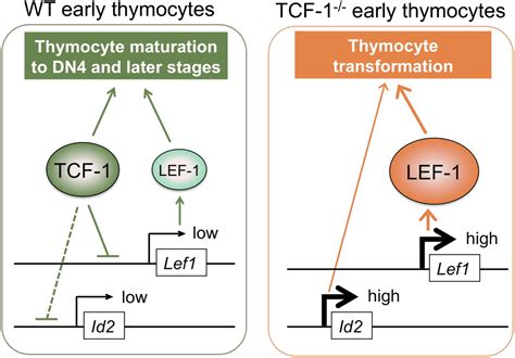tcf   lef  transcription factors  cooperative  opposing roles   cell