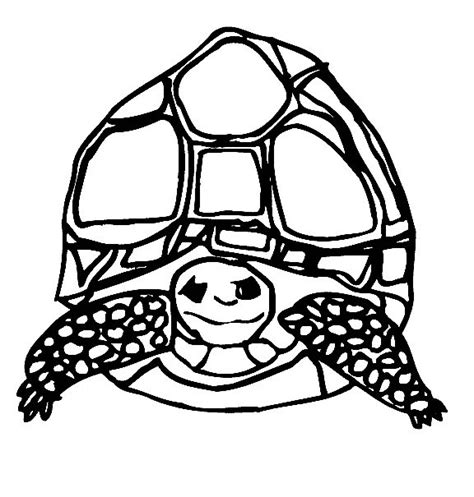 coloring page tortoise animal coloring pages