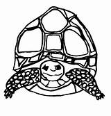 Coloring Pages Tortoise Animal Tortoises Animated Turtles Coloringpages1001 Gifs sketch template