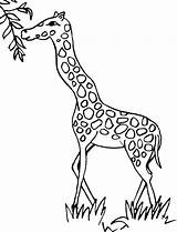 Giraffe Coloring Pages Line Drawing Clipart Giraffes Leaves Printable Animals Clip Cliparts Print Library Friendship Want Them Know First Make sketch template