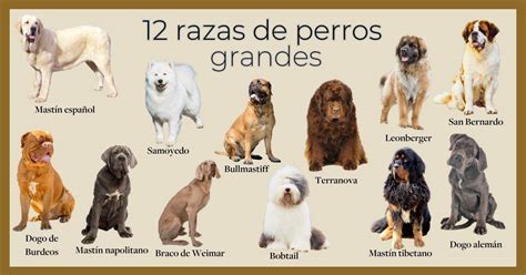 razas de perros grandes las  mas populares  sus caracteristicas