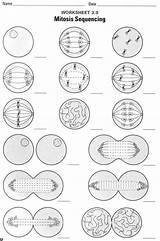 Mitosis Biology Pogil sketch template
