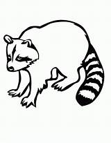 Raccoon Coloring Pages Printable sketch template