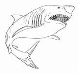 Shark Coloring Pages Megalodon Great Kids Printable Drawing Open Mouth Mako Leopard Color Bull Print Sharks Getcolorings Getdrawings Drawings Lemon sketch template