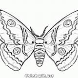 Motyl Papillon Borboleta Mariposa Kolorowanka Upadku Locie Disegni Colorare Farfalle Farfalla Autunno Drodze Zamku Fall Lautomne Outono Vole Airs Voa sketch template