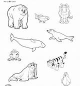 Animals Coloring Pages Polar Arctic Getcolorings Color Getdrawings Printable sketch template