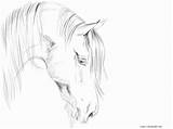 Horse Head Coloring Pages Print Realistic Getdrawings Getcolorings Printable Color Colorings Olegratiy sketch template