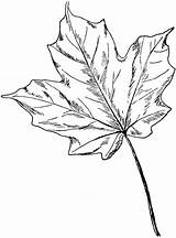 Maple Sugar Leaf Tree Clipart Sycamore Coloring Etc Leaves Usf Edu Choose Board Template Printable Large sketch template