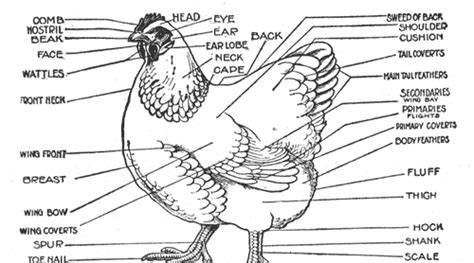 chicken diagram  anatomy   chicken pictures  labels backyard chickens learn