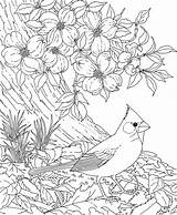 Coloring Dogwood Flowering Itl Cardenal Supercoloring Succubus Designlooter Coloringhome sketch template