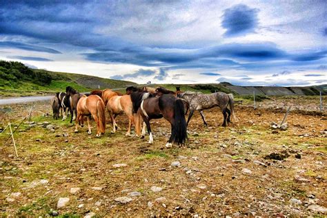 republic  iceland icelandic horses attraction site flickr