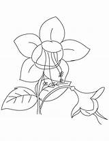 Fuchsia Rose Coloring sketch template