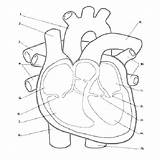 Heart Coloring Anatomical Human Pages Getcolorings Printable Color sketch template