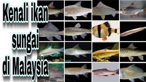 species  river fish  malaysia youtube