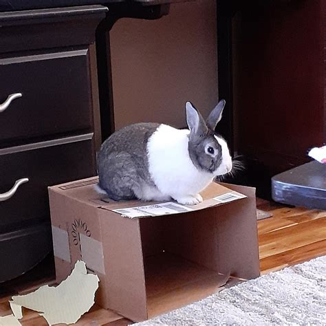 this whole living room is mine here are the best bunny