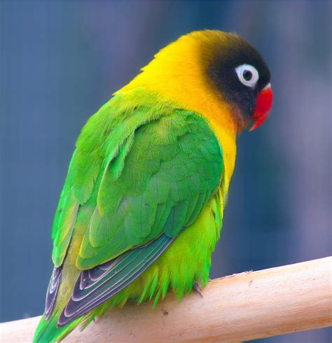 filemasked lovebird agapornis personata auckland zoojpg wikimedia commons