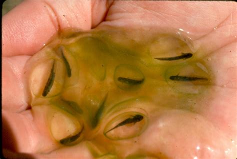 Vernal Pool Salamanders