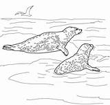 Leopard Coloring Seal Seals Pages Two Color Printable Print Drawings Designlooter Supercoloring Drawing sketch template