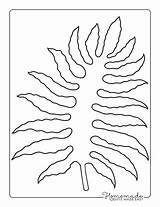 Leaf Template Printable Tropical Jungle Templates Easy Outlines Fern Large sketch template