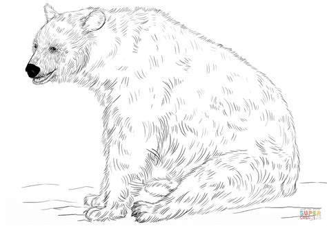 black bear sitting coloring page  printable coloring pages